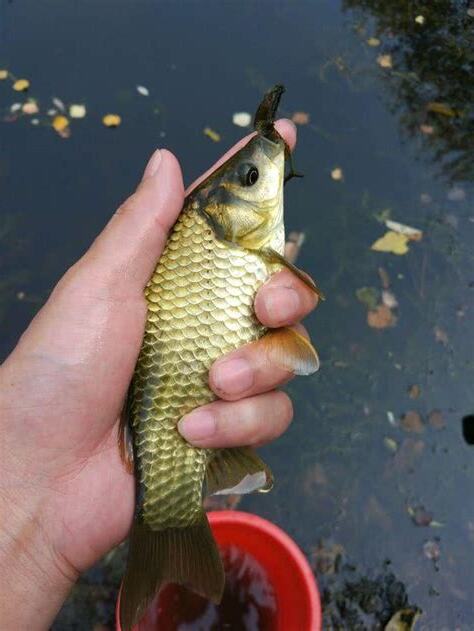 放生 魚